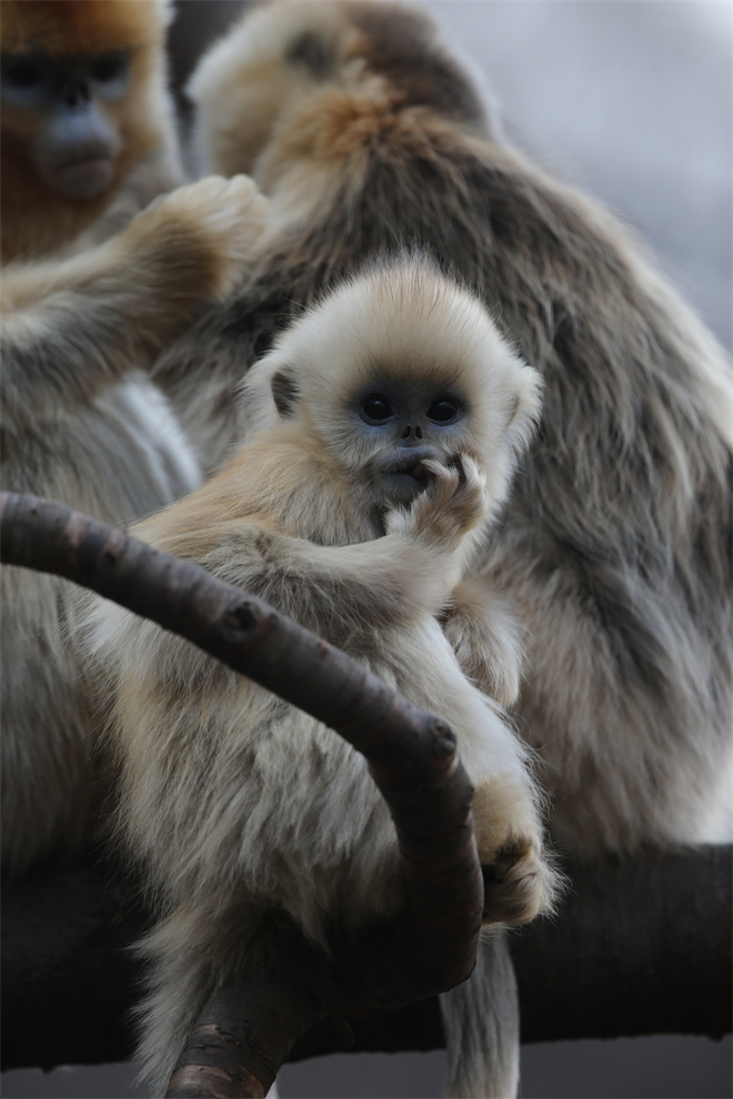 Science封面文章：beat365唯一官网金丝猴研究团队首次系统揭示灵长类社会演化之谜_fororder_金丝猴
