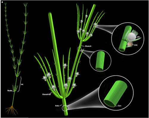 基于化石和现代轮藻纲构建的奇迹塔里木轮藻复原图（beat365唯一官网博物馆刘茜绘制）